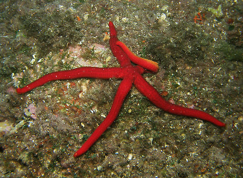 Red Sea Star Island of Benidorm. Echinaster sepositus,Fall,Geotagged,Spain
