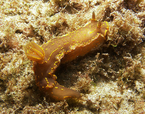 Felimare picta Another F. picta found in the same rocky shore of Villajoyosa, Alicante (Spain). Fall,Felimare picta,Geotagged,Spain