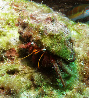 Hermit Crab - Dardanus arrosor  Dardanus arrosor,Geotagged,Hermit Crab,Spain,Summer