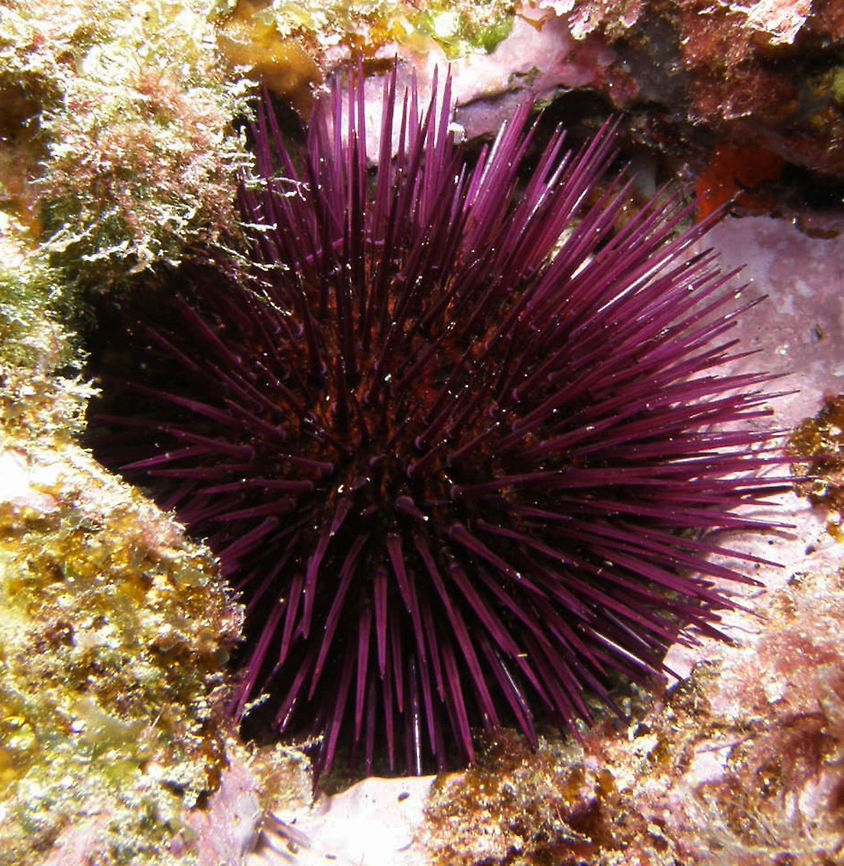 Purple Sea Urchin P. lividus has a circular, flattened greenish test with a diameter of up to seven centimetres. The test is densely clothed in long and sharply pointed spines that are usually purple but are occasionally other colours including dark brown, light brown and olive green. There are five or six pairs of pores on each ambulacral plate. The tube feet are in groups of 5 or 6, arranged in small arcs. Fall,Geotagged,Paracentrotus lividus,Spain