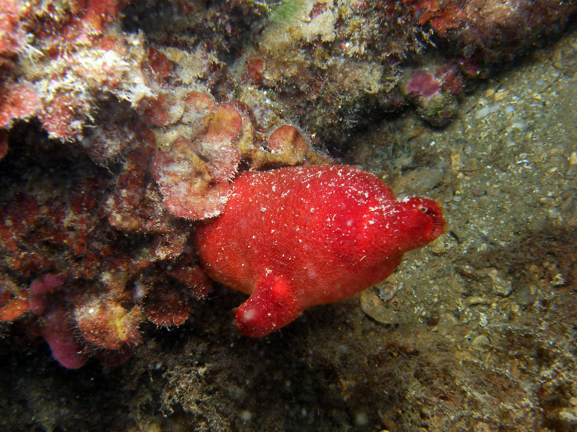 Red Sea Squirt Back of Serra Gelada, Isla Mitjana, between Altea and Benidorm, Alicante (Spain).    <br />
Adult Red Sea-Squirts are about 6-12 cm long (maximum 20 cm). The colour (caused by symbiotic micro-algae) is red or vividly orange but paler on the side turned away from light. At depths below 15 m it looks black if no artificial light is used. They are upright and the tubular body is bulbous. The test is rough and finely granulated but clean due to antifouling impregnation. There are two cylindrical siphons equipped with a crown of rigid bristles, used as sensitive elements. The upper one is the oral opening which can be closed to a four-lobed cross; the lateral one is the cloacal exit which can be closed lip-like with two lobes. <br />
(<a href="http://www.waza.org/en/zoo/choose-a-species/invertebrates/other-aquatic-invertebrates/halocynthia-papillosa)" rel="nofollow">http://www.waza.org/en/zoo/choose-a-species/invertebrates/other-aquatic-invertebrates/halocynthia-papillosa)</a> Geotagged,Halocynthia papillosa,Spain,Summer