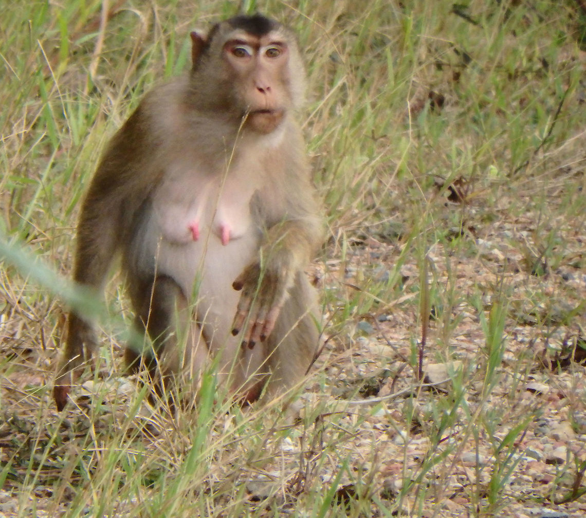 Female crab-eating macaque Tabin, Sabah. Crab-eating macaque,Geotagged,Macaca fascicularis,Malaysia,Summer