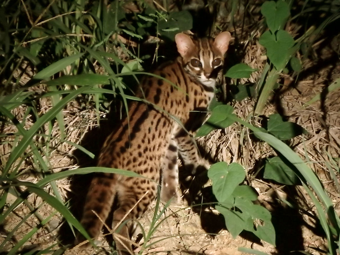 Leopard cat Seen in the wild during a night tour in the sides of the roads between Tabin Wildlife Reserve and nearby palm plantations. Sep, 2015. Geotagged,Leopard cat,Malaysia,Prionailurus bengalensis,Summer