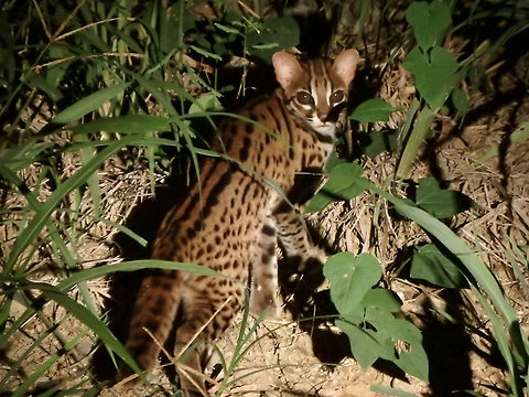 Leopard cat Seen in the wild during a night tour in the sides of the roads between Tabin Wildlife Reserve and nearby palm plantations. Sep, 2015. Geotagged,Leopard cat,Malaysia,Prionailurus bengalensis,Summer