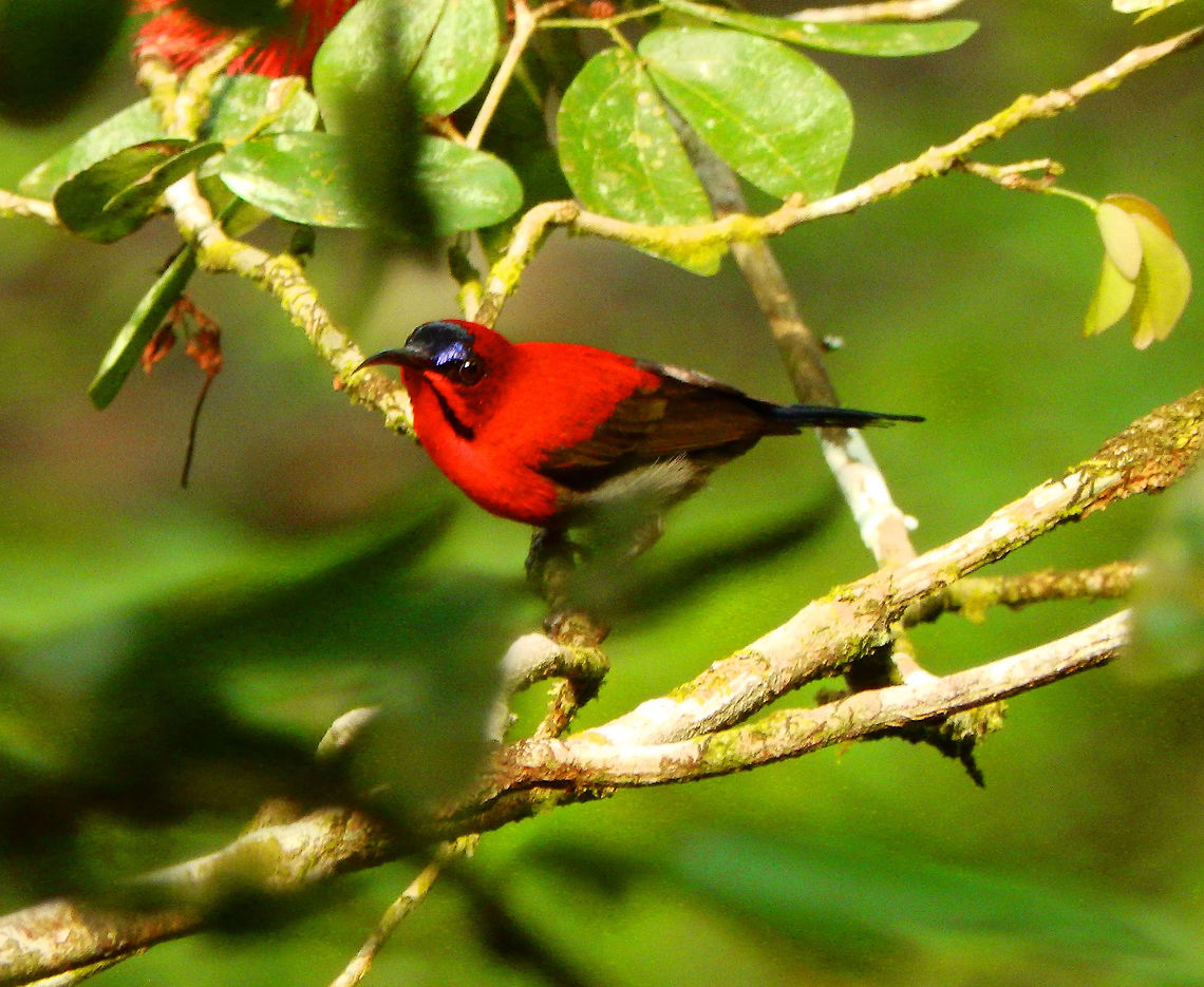 Crimson Sunbird. Seen near a little tree with flowers in the vicinity of the lodge in Tabin. The bird was quite prtective of this plant and would chase away other birds and butterflies. Sep, 2015.     Aethopyga siparaja,Crimson Sunbird,Geotagged,Malaysia,Summer