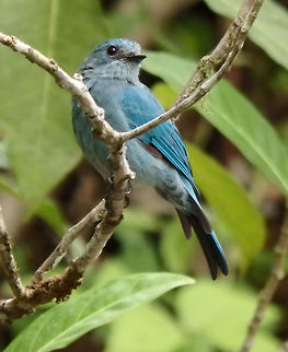 Pale Blue Flycatcher Seen while crossin a small river in the are of Tabin. Sep, 2015.         Cyornis unicolor,Geotagged,Malaysia,Pale blue flycatcher,Summer