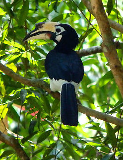 Oriental Pied Hornbill This is the feamle of a pair seen in a tree in the area of Tabin Wildlife lodge. Sep, 2015.       Anthracoceros albirostris,Geotagged,Malaysia,Oriental Pied Hornbill,Summer