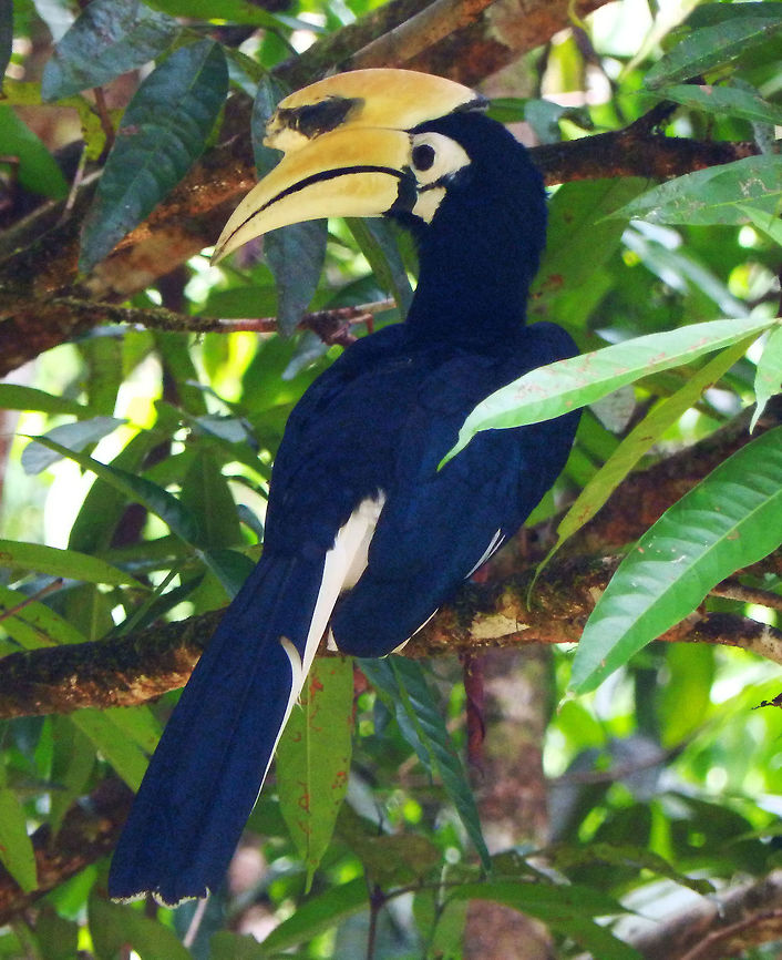 Oriental Pied Hornbill male This is the male of the couple we saw in Tabin, near the lodge. The male has a bigger beak horn. Sep, 2015.   Anthracoceros albirostris,Geotagged,Malaysia,Oriental Pied Hornbill,Summer