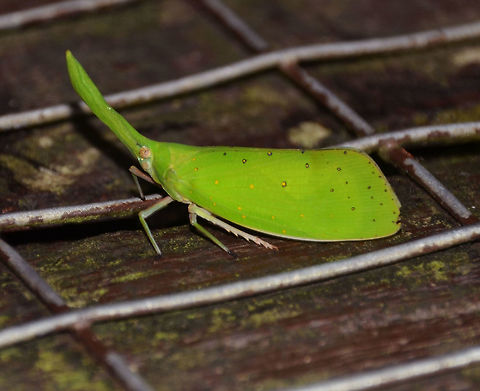 Green Lanternbug -Pyrops cultellatus  Geotagged,Malaysia,Pyrops cultellatus,Summer