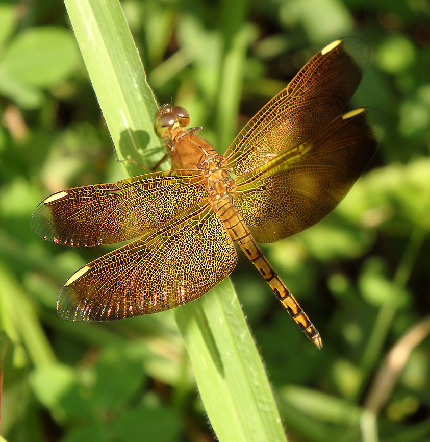 The Fulvous Forest Skimmer OLYMPUS DIGITAL CAMERA          Geotagged,Malaysia,Neurothemis terminata,Summer