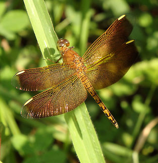 The Fulvous Forest Skimmer OLYMPUS DIGITAL CAMERA          Geotagged,Malaysia,Neurothemis terminata,Summer