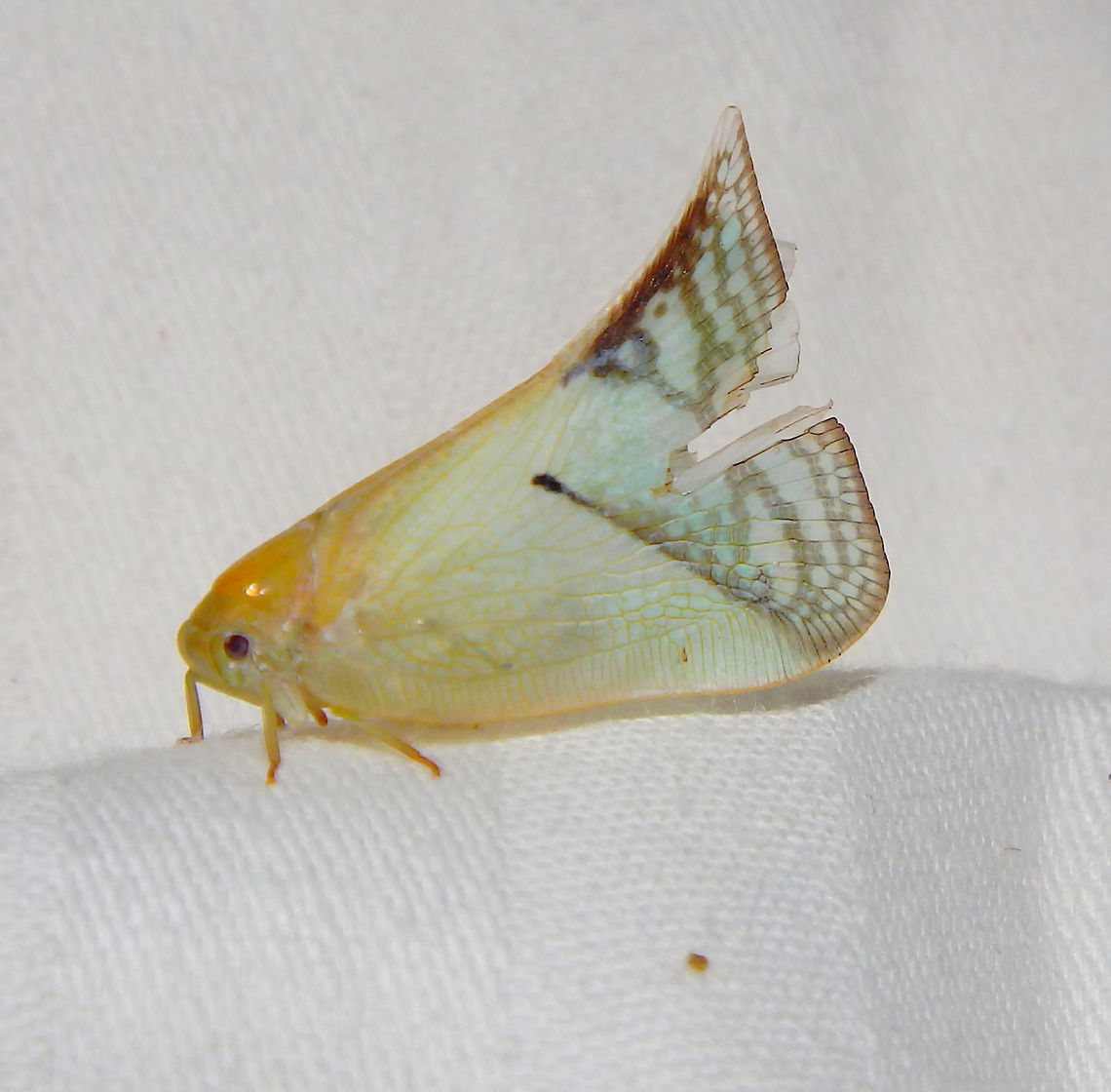 Flatid Planthopper Similar to Flatormenis proxima. Flatidae,Geotagged,Malaysia,Summer