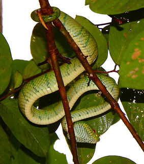 Bornean Keeled Pit Viper It was hidden in a small tree near the houses in Tabin Wildlife Resort. It is highly venomous. Sep, 2015  Geotagged,Malaysia,Summer,Tropidolaemus subannulatus