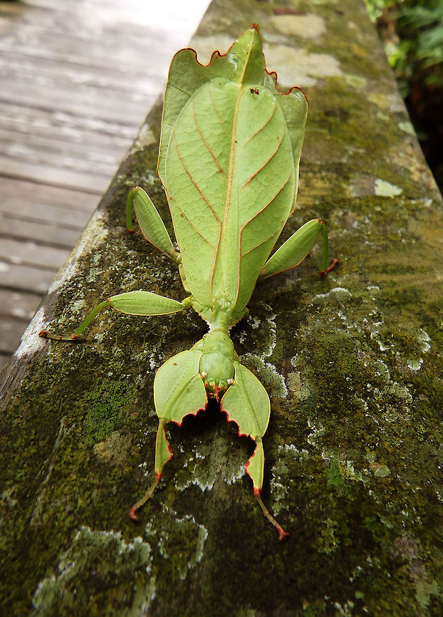 Leaf Insect Phyllium giganteum is a tentative ID based on comment in this link that only one species known in Borneo (although new species are currently being found). See: <br />
<a href="https://books.google.be/books?id=m-CEnf3DabIC&amp;pg=PA58&amp;lpg=PA58&amp;dq=phyllium+and+borneo&amp;source=bl&amp;ots=U6sBrR9nv9&amp;sig=EH29cq0okQ9K2r_jUJhIAPeT2rY&amp;hl=es&amp;sa=X&amp;ved=0ahUKEwiN5fyZ3YLOAhXrBcAKHcj_B3YQ6AEIQTAJ#v=onepage&amp;q=phyllium" rel="nofollow">https://books.google.be/books?id=m-CEnf3DabIC&amp;pg=PA58&amp;lpg=PA58&amp;dq=phyllium+and+borneo&amp;source=bl&amp;ots=U6sBrR9nv9&amp;sig=EH29cq0okQ9K2r_jUJhIAPeT2rY&amp;hl=es&amp;sa=X&amp;ved=0ahUKEwiN5fyZ3YLOAhXrBcAKHcj_B3YQ6AEIQTAJ#v=onepage&amp;q=phyllium</a> and borneo&amp;f=false<br />
<br />
<br />
It is a most likely yet undefined species of Phyllidae.<br />
Leaf insects (family Phylliidae) display a remarkable form of mimicry, where their wings and legs closely resemble the color and shape of leaves, including vein patterns. Some species also show markings mimicking spots of disease or damage such as holes or bite marks. Leaf insects can even move in a way that mimics a real leaf being blown by the wind, further confusing predators. Leaf insects are found from South Asia through Southeast Asia to Australia. They are related to the stick insects in the family Phasmatidae; both belong to the order Phasmatodea.<br />
<br />
<a href="http://www.britannica.com/animal/leaf-insect" rel="nofollow">http://www.britannica.com/animal/leaf-insect</a><br />
<br />
 Geotagged,Malaysia,Phyllium arthurchungi,Summer,Walking Leaf Insect,leaf insect