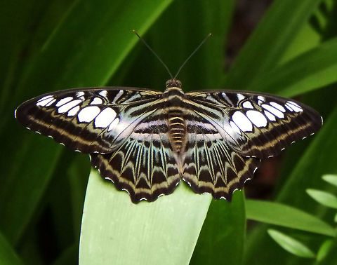 The Clipper OLYMPUS DIGITAL CAMERA          Clipper,Geotagged,Malaysia,Parthenos sylvia,Summer