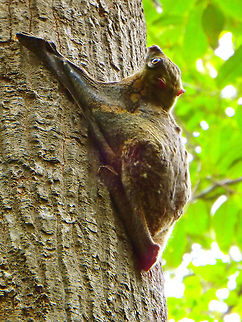 Sunda Flying Lemur  Galeopterus variegatus,Geotagged,Malaysia,Summer,Sunda flying lemur