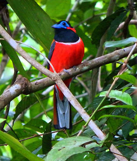 Red-Naped Trogon OLYMPUS DIGITAL CAMERA          Geotagged,Harpactes kasumba,Malaysia,Summer,red-naped trogon