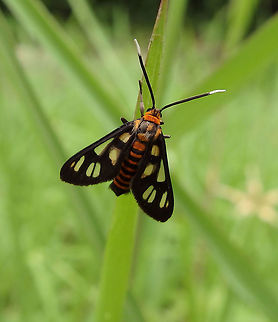 White Antenna Wasp Moth OLYMPUS DIGITAL CAMERA          Amata huebneri,Geotagged,Malaysia,Summer