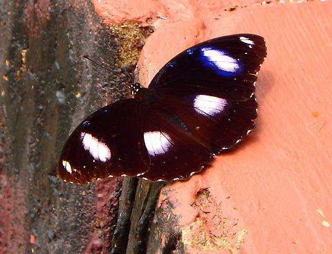 The Great Eggfly Seen in suburban area of Kota Kinabalu. Sep, 2015.  Geotagged,Great Eggfly,Hypolimnas bolina,Malaysia,Summer