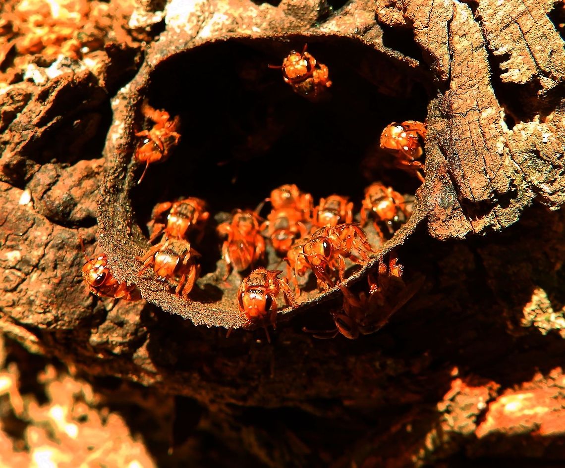 Stingless Bees This hive was in a tree in a garden in Alajuela, Costa Rica. I was guded to this species bu I am not sure if is correct. Seen in April, 2014. Costa Rica,Geotagged,Pectoral Robust-Stingless Bee,Scaptotrigona,Scaptotrigona pectoralis,Spring