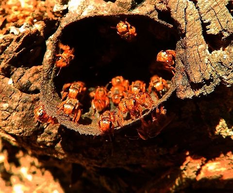 Stingless Bees This hive was in a tree in a garden in Alajuela, Costa Rica. I was guded to this species bu I am not sure if is correct. Seen in April, 2014. Costa Rica,Geotagged,Pectoral Robust-Stingless Bee,Scaptotrigona,Scaptotrigona pectoralis,Spring