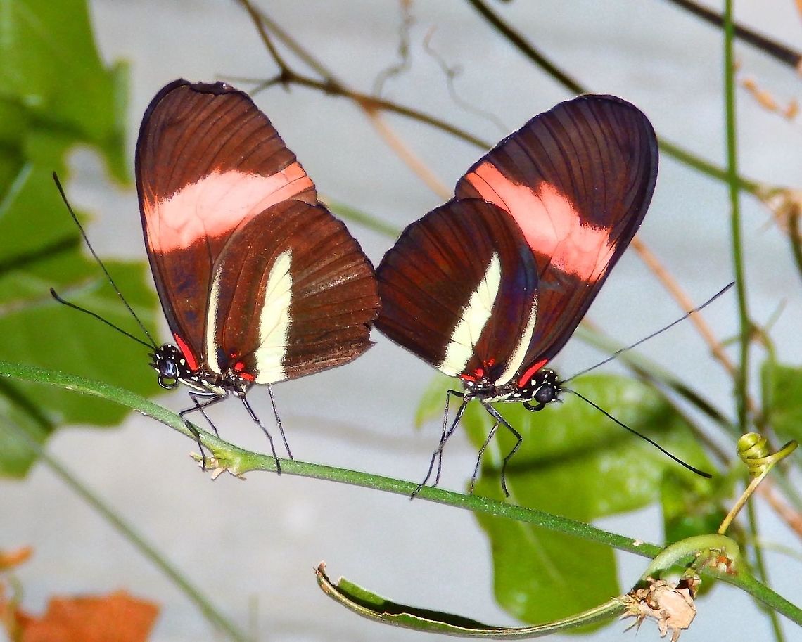 The Red Postman Seen in the butterfly garden nursery in Monte Verde, Costa Rica. April, 2014 Common postman,Costa Rica,Geotagged,Heliconius melpomene,Spring
