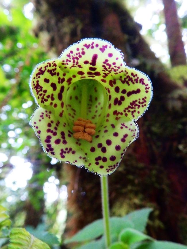 Kohleria tigridia Gesneriaceae. Seen hanging in a tree in Santa Elena Reserve, Costa Rica.      <br />
<a href="https://en.wikipedia.org/wiki/Kohleria" rel="nofollow">https://en.wikipedia.org/wiki/Kohleria</a>  Costa Rica,Geotagged,Kohleria tigridia,Spring,kohleria
