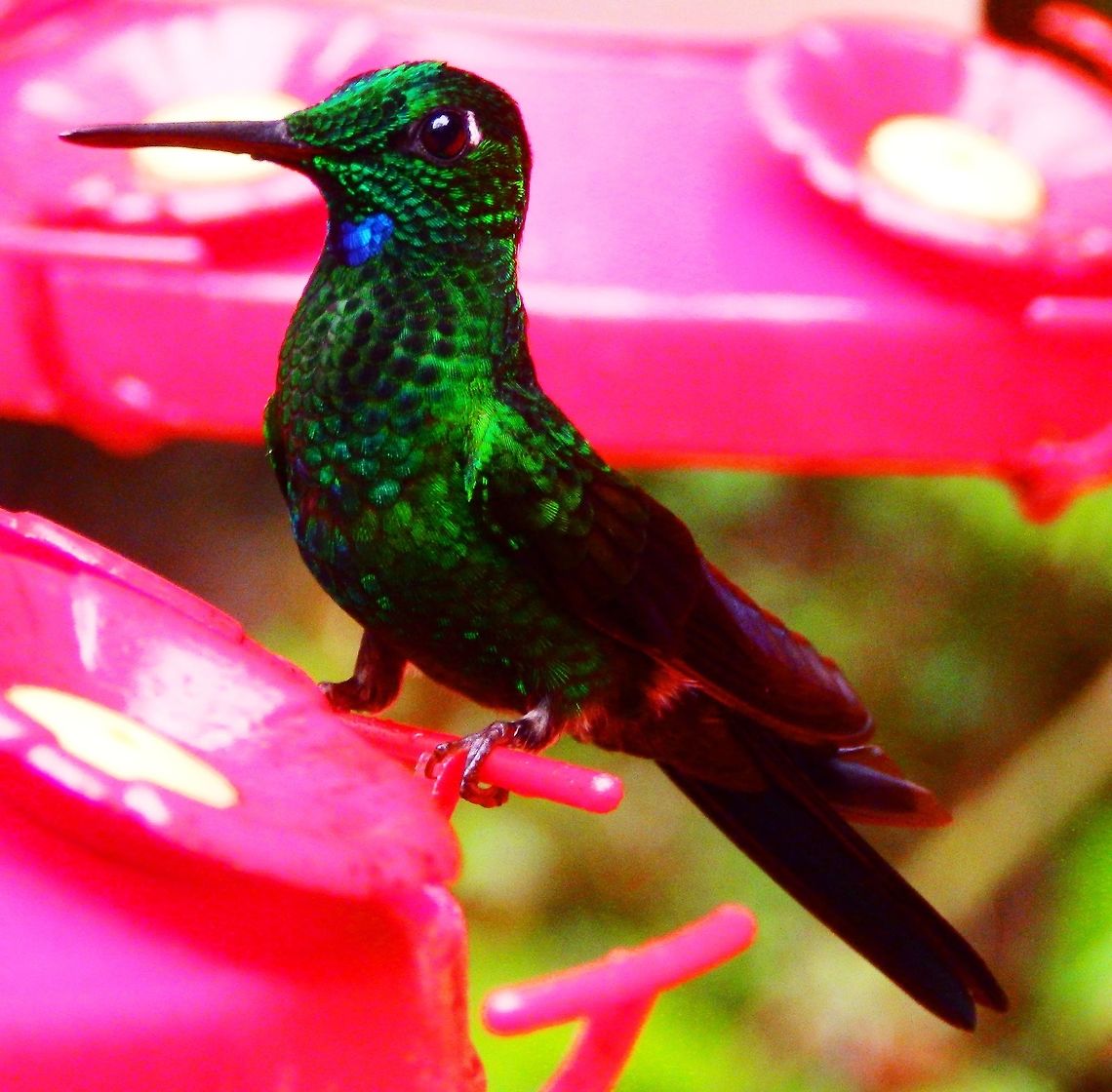 The Green Crowned Brilliant Hummingbird In the wild of Santa Elena Forest, approaching feeders from the nearby trees.  April, 2014. Costa Rica,Geotagged,Green-crowned brilliant,Heliodoxa jacula,Spring