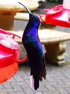 The Violet Sabrewing In the wild, biggest of the surrounding species of hummingbirds that I saw in this area. Santa Elena Reserve, Costa Rica. April, 2014 Campylopterus hemileucurus,Costa Rica,Geotagged,Spring,Violet sabrewing