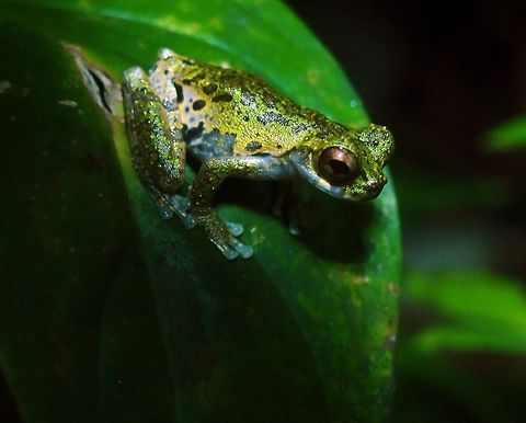 Tree frog In a frog sanctaury in the town of Monte Verde, Costa Rica. April, 2014. Costa Rica,Geotagged,Isthmohyla lancasteri,Spring