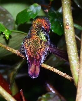 The Coppery Headed Emerald Reddish hummingbird seen in the feeders near the Monte Verde reserve. They are in the wild and just come to use the feeders. April, 2015.          Coppery-headed emerald,Costa Rica,Elvira cupreiceps,Geotagged,Spring