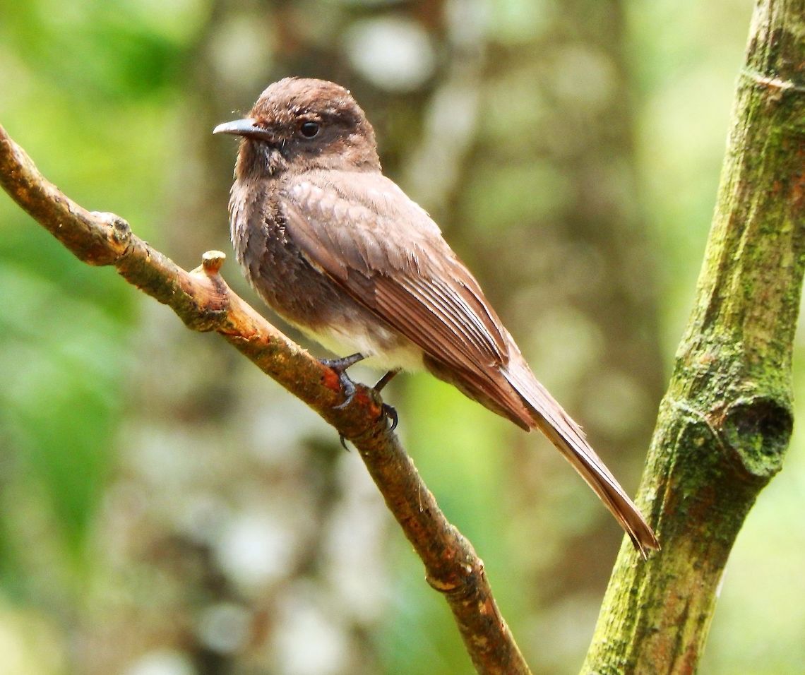 Black Phoebe Seen in the trees next to the dock of the lake by Arenal Volcano. April, 2014.   Costa Rica,Geotagged,Sayornis nigricans,Spring,black phoebe