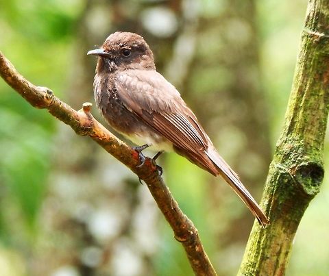 Black Phoebe Seen in the trees next to the dock of the lake by Arenal Volcano. April, 2014.   Costa Rica,Geotagged,Sayornis nigricans,Spring,black phoebe