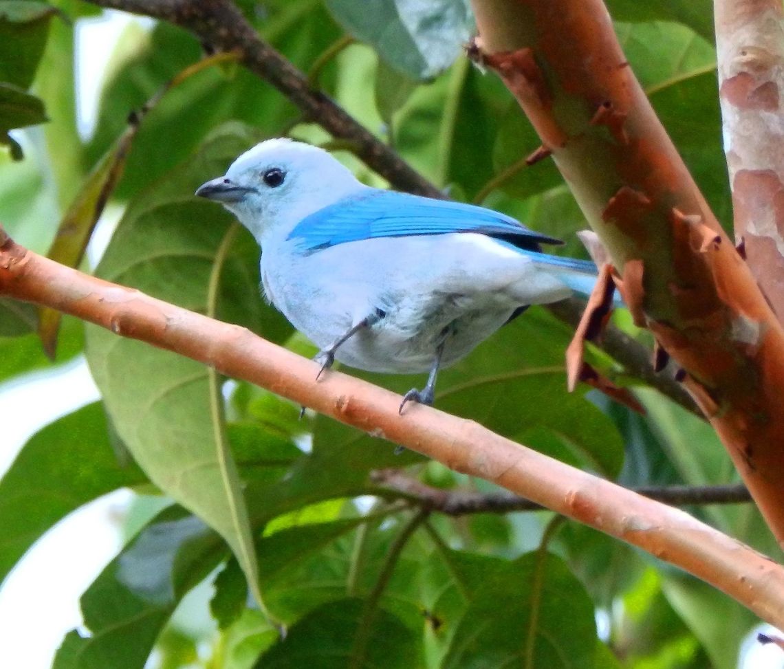 Blue-Grey Tanager Area near Arenal Volcano. April, 2014 Blue-gray Tanager,Costa Rica,Geotagged,Spring,Thraupis episcopus