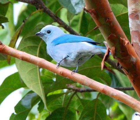 Blue-Grey Tanager Area near Arenal Volcano. April, 2014 Blue-gray Tanager,Costa Rica,Geotagged,Spring,Thraupis episcopus