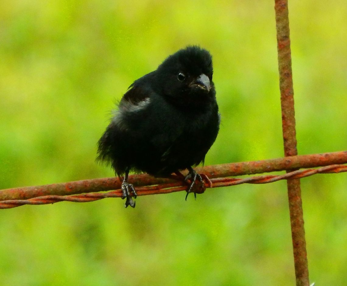 Thick-billed seed finch Male. Grasslands by Arenal Volcan. April, 2014.  Costa Rica,Geotagged,Oryzoborus funereus,Spring,Thick-billed seed finch