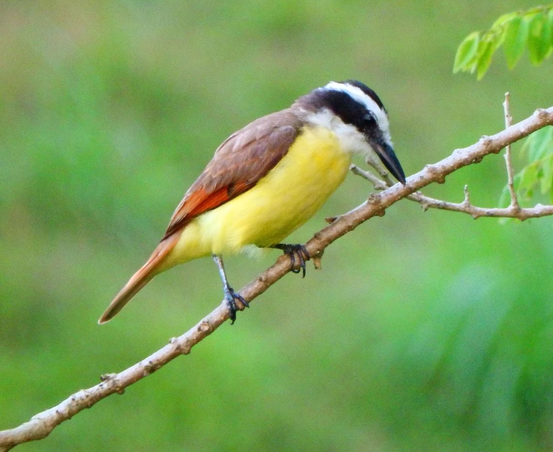 Great Kiskadee Grasslands close to Arenal Volcan. April, 2014. Great kiskadee,Lesser kiskadee,Pitangus lictor,Pitangus sulphuratus