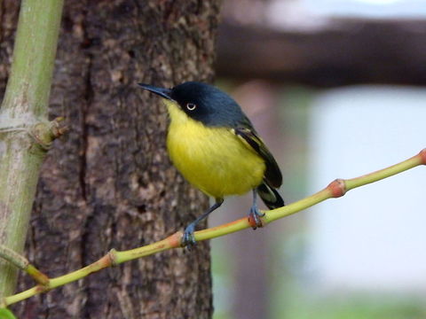 Common Tody Flycatcher Very tiny bird ee in the trees of grasslands next to Arenal Volvan. April, 2014. Common tody-flycatcher,Costa Rica,Geotagged,Spring,Todirostrum cinereum