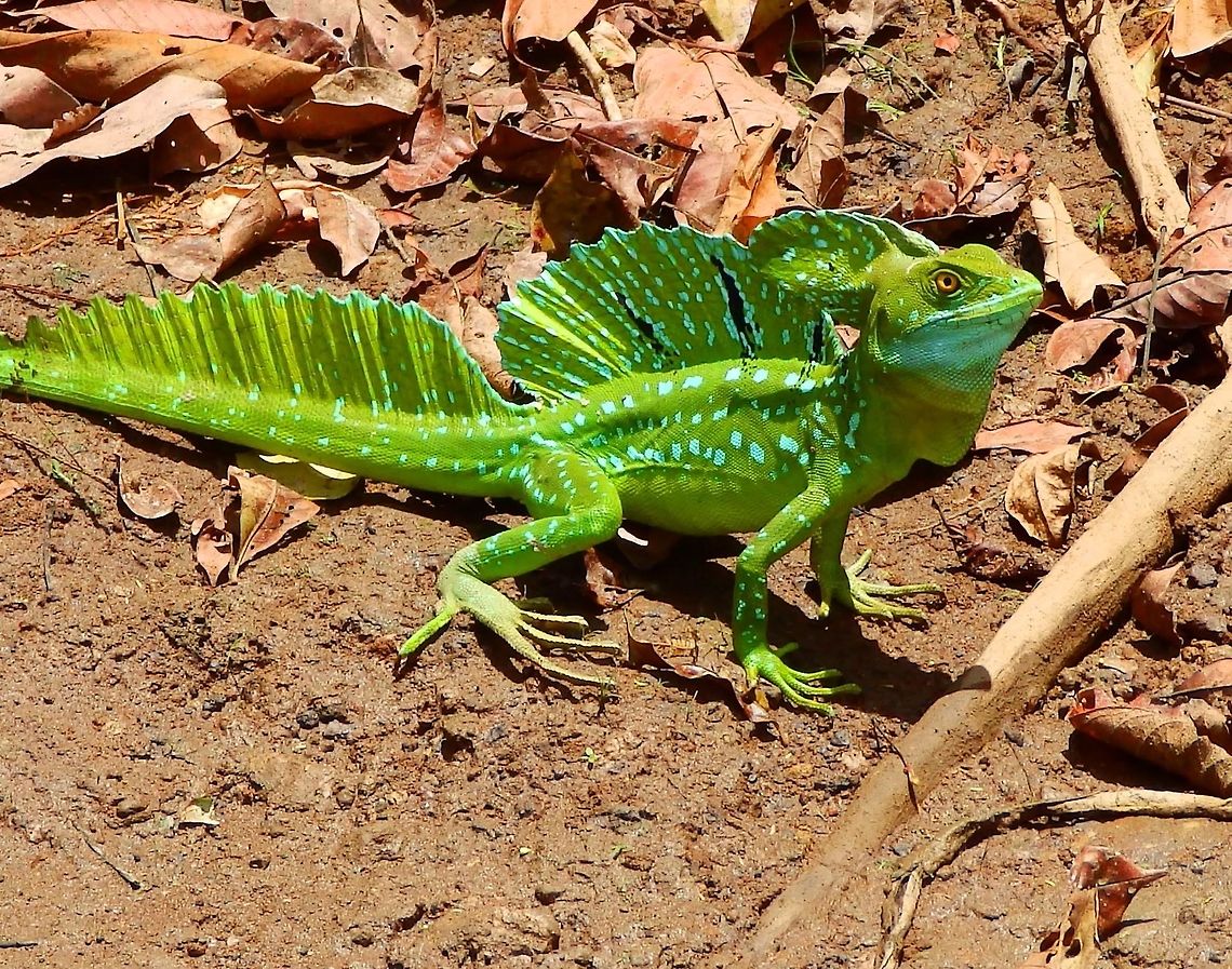 Green Plumed Basilisk Seen in the shoreline of a river in Ca&ntilde;o Negro reserve, Costa Rica, April 2014.      Basiliscus plumifrons,Costa Rica,Geotagged,Plumed basilisk,Spring