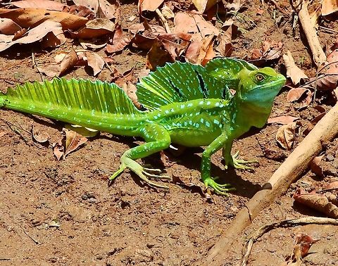 Green Plumed Basilisk Seen in the shoreline of a river in Caño Negro reserve, Costa Rica, April 2014.      Basiliscus plumifrons,Costa Rica,Geotagged,Plumed basilisk,Spring