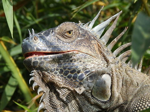 Green Iguana There was a group of them that were on top of palm trees. We were at the same level because we were in a bridge crossing a river. They were very cozy and sleepy. April, 2014, Costa Rica,Geotagged,Green iguana,Iguana iguana,Spring