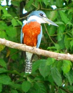 Ringed Kingfisher Male. Also found in the river of Ca&ntilde;o Negro Wildlife Reserve, in a tree branch. April, 2014.      Costa Rica,Geotagged,Megaceryle torquata,Ringed Kingfisher,Spring