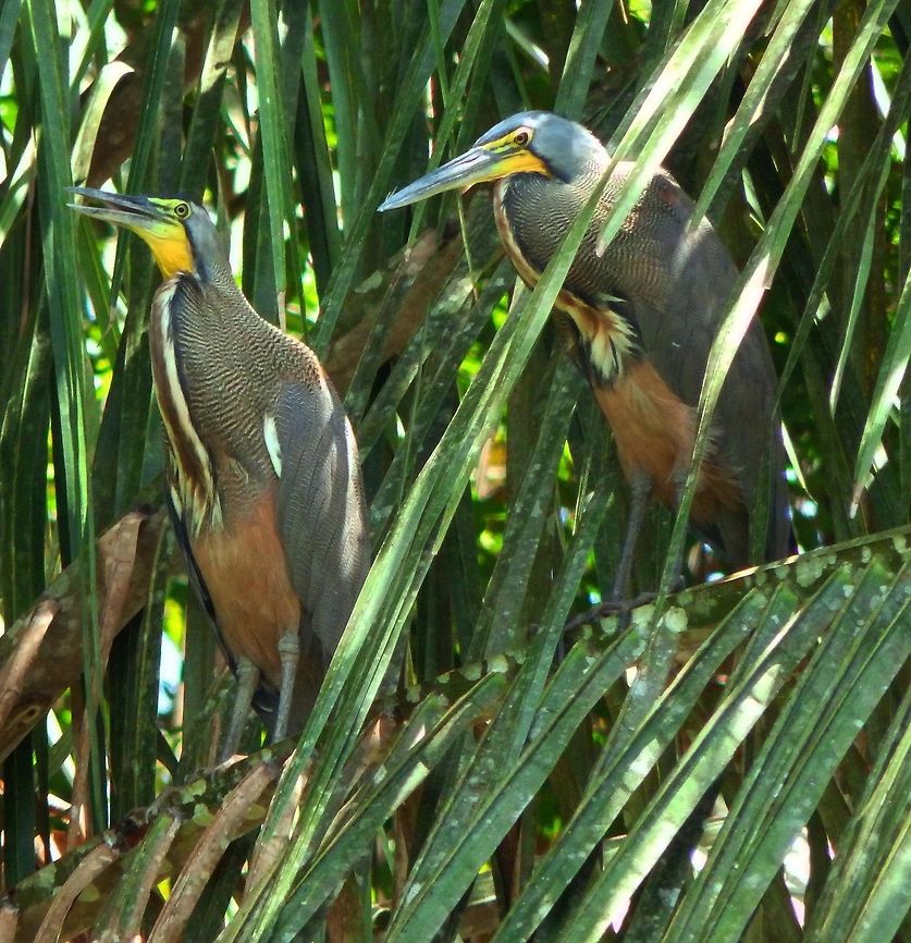 Bare-Throated Tiger-Heron They were perched on a palm tree in the shores of the river of Ca&ntilde;o Negro. April, 2014.      Bare-throated Tiger Heron,Costa Rica,Geotagged,Spring,Tigrisoma mexicanum