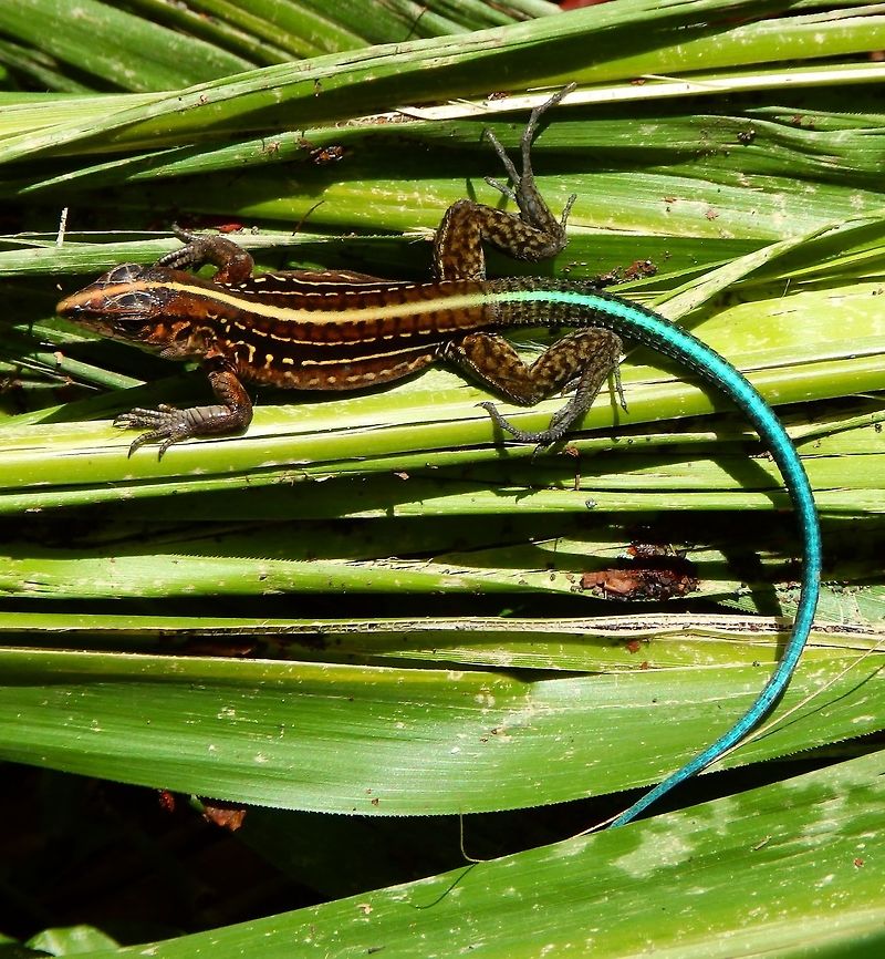 Middle American Ameiva - Holcosus festivus Seen in the floors of a small trail in the National Park Arenal Volcan.   April, 2014. Ameiva festiva,Central American Whiptail,Costa Rica,Geotagged,Spring