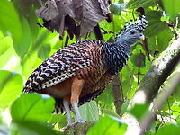 Great Curassow Female In the trails to Arenal Volcan, hidden in the tree tops. This is the female. She was with a male. The mle is all black. April, 2014. Costa Rica,Crax rubra,Geotagged,Great Curassow,Spring