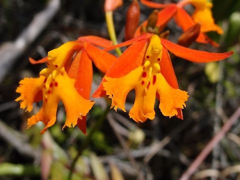 Spanish Flag Orchid These orchids grow wild in between the lava rocks at the base of Arenal Volcan. April, 2014. Costa Rica,Epidendrum radicans,Geotagged,Spring,epidendrum radicans