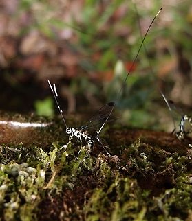 Ichneumon Wasps I am not sure of the species. I was told they are Ichneumon wasps. It seems like these could be females ovipositing in the bark of a dead tree.         Costa Rica,Geotagged,Spring,ichneumon