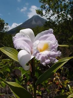 One-Day Orchid Very big orchid also growing in the area of rocky lava at the base of Arenal Volcan. I am not sure of the species but the genus is Sobralia. April, 2014. Large-flowered sobralia,Sobralia macrantha