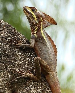 Jesus Christ Lizard Seen in the top of a pole next to a small road in a rural area behind Arenal Volcan. April, 2014.      Basiliscus basiliscus,Common Basilisk,Costa Rica,Geotagged,Spring