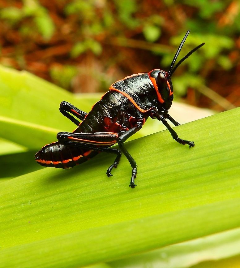 Lubber Grasshopper nymph Juvenile form of the lubber grasshopper found in a garden, Manuel Antonio. April, 2014.       Costa Rica,Geotagged,Lubber grasshopper,Spring,Taeniopoda reticulata